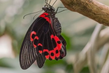  arunachal pradesh butterfly