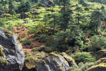 mountain slopes arunachal pradesh india