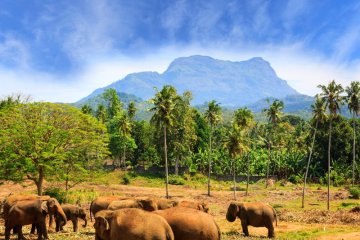 srilanka willdlife elephant 