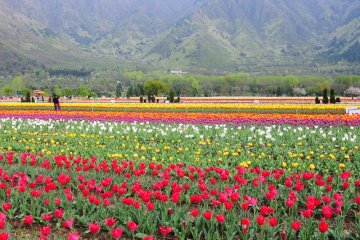 tulip garden in srinagar kashmir india