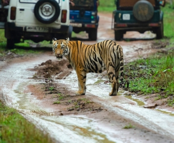 Tadoba Pench Tour Package adventure from kolkata